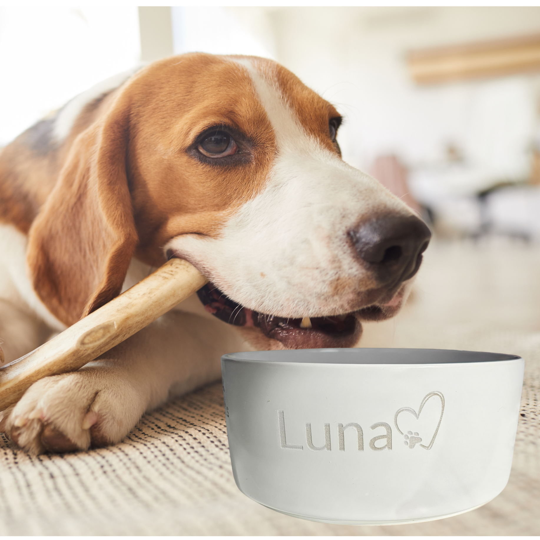 Dog chewing on a bone next to a Luna pet bowl on a carpeted floor.